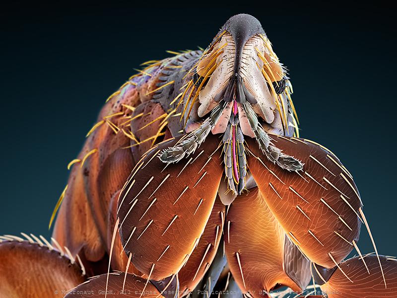 Batlass Insect Lethal Weapons | Micronaut: The fine art of microscopy by science ...