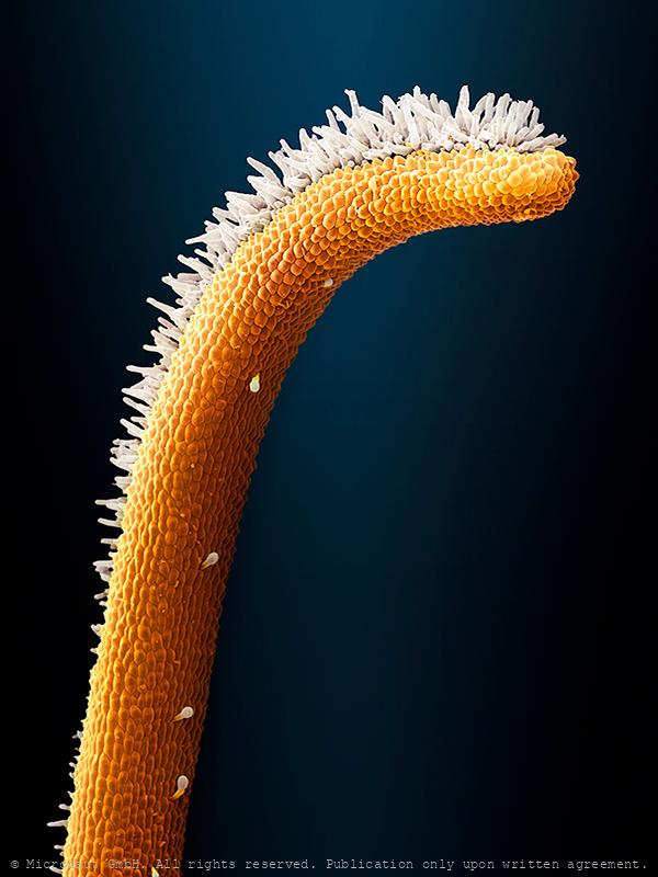 Microcosm II (plants & fungi) | Micronaut: The fine art of microscopy ...