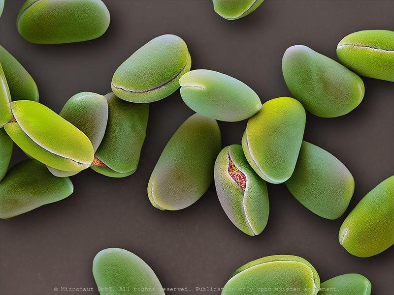 Pollen | Micronaut: The fine art of microscopy by science photographer ...