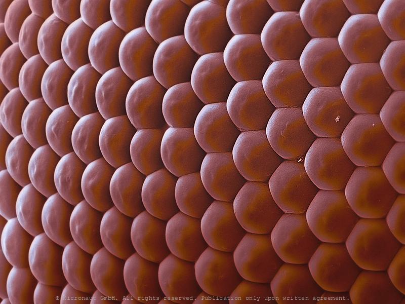 Compound eye (unknown species)