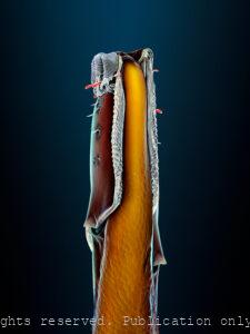 Tsetse fly proboscis