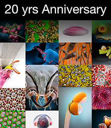 20th Anniversary Edition